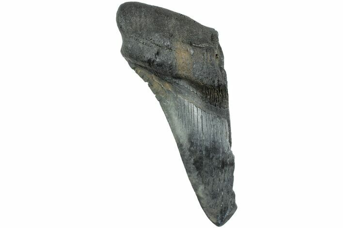 Partial, Fossil Megalodon Tooth - South Carolina #235942